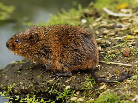 woelrat,waterrat,roodbruinWikimedia,Peter Trimming