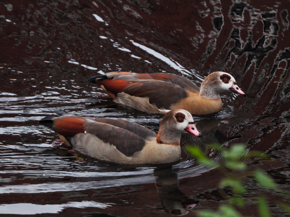 watervogeltelling,eenden,nijlgans,watervogels,Janny Giezen