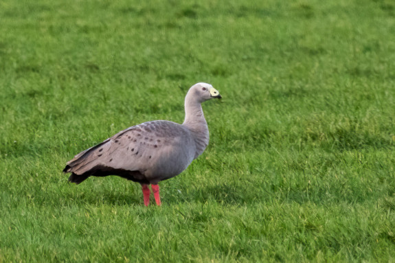 watervogels,watervogeltelling,hoendergans,Frans Kromme
