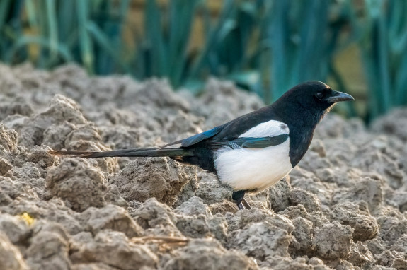 ekster,zangvogels,Frans Kromme