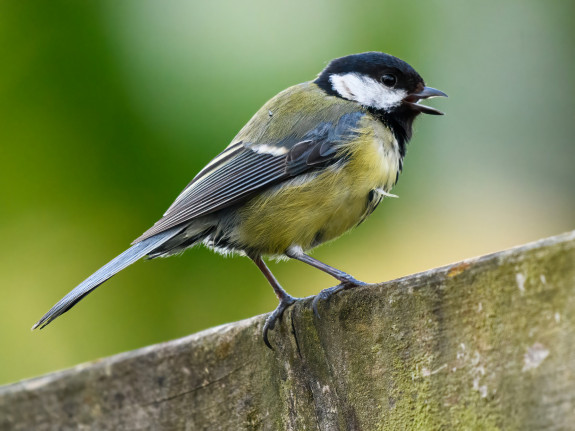 koolmees,zangvogels,Frans Kromme