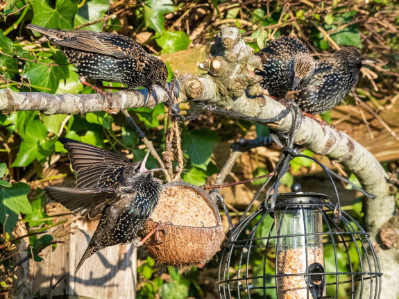 spreeuw,tuinvogeltelling,tuin,tuinvogels,Frans Kromme