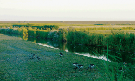 brandganzen,jongen,Terschelling,zomer,vogeltrek,Jan Faber