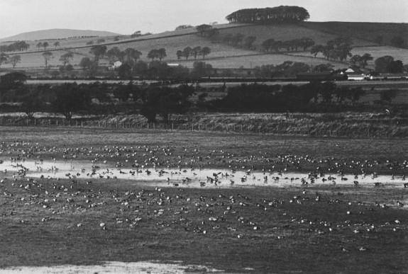 brandganzen,Schotland,herfst,vogeltrek,Jouke Prop