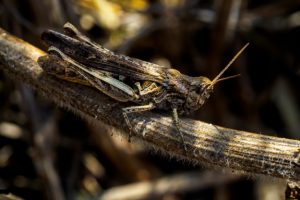 chorthippus_biguttulus