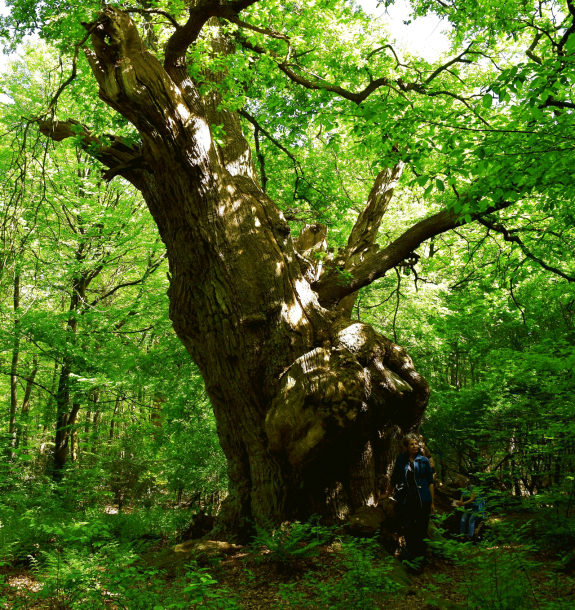 Frederiekeneik,oerbos,Delmenhorst,Ernst Flentge