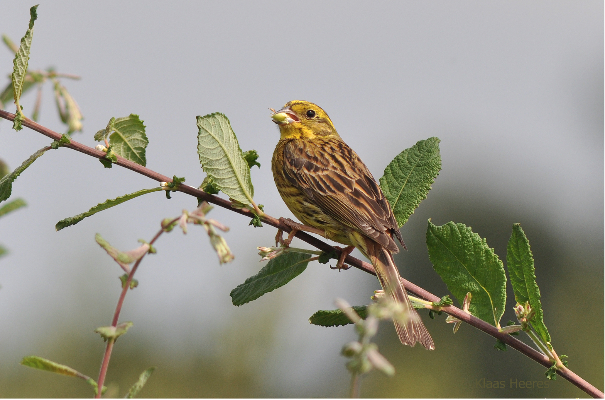 Vogelexcursie Gasterse duinen op zaterdag 14 maart 2020