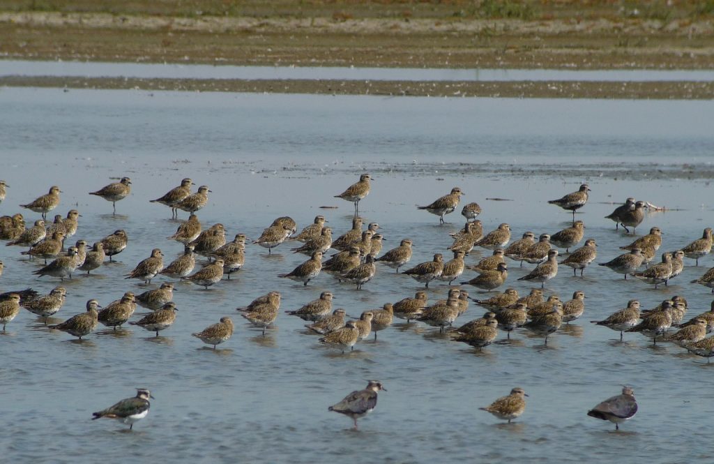 Vogelcursus voor beginners 2025
