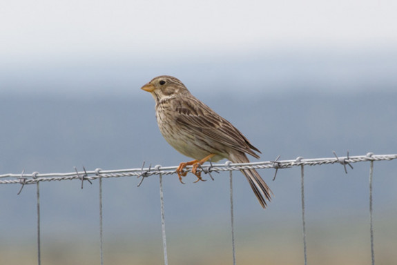 grauwe gors,zangvogels,zaadeters,Geert Mesander