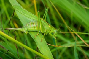 grote_groene_sabelsprinkhaan