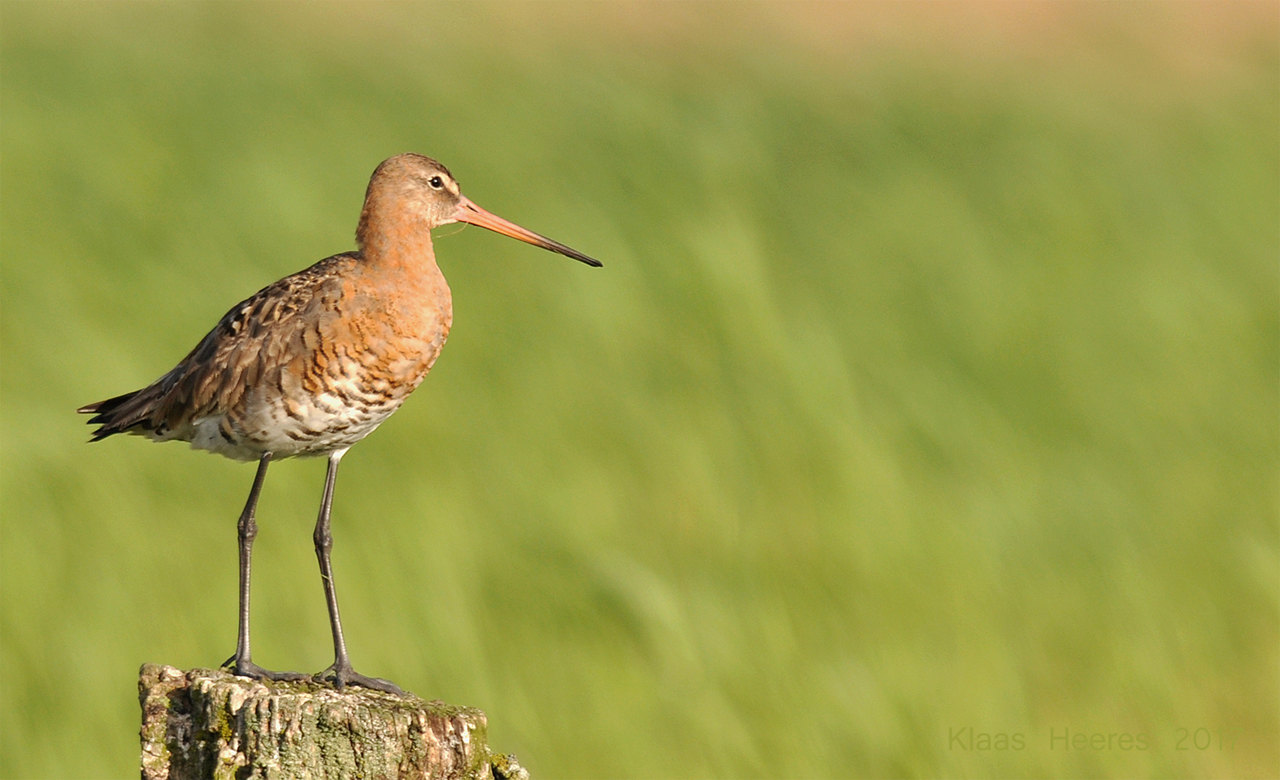 Cursus vogelgeluiden 2019