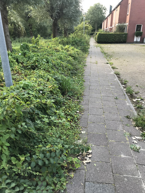 beijum,buurtgroen,overwoekeren,Jan Faber