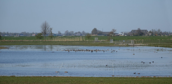 kemphaan,kemphanen,Koningslaagte,voorjaar,Jan Faber