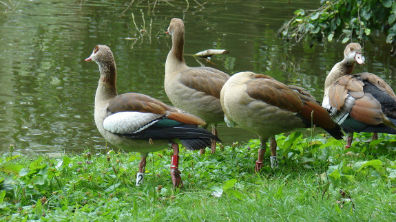 nijlgans,nijlganzen,vliegvlug,jongen,plantsoen,park