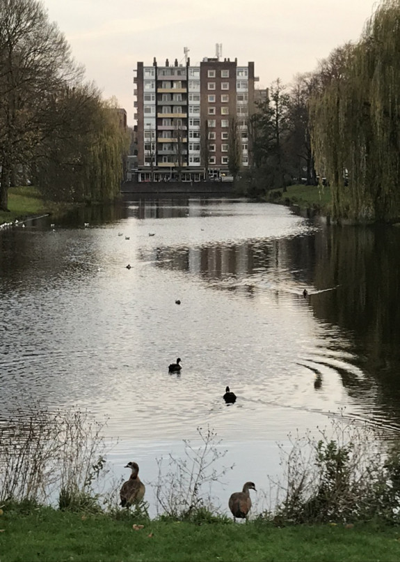 plantsoen,nijlgans,nijlganzen,park,territorium