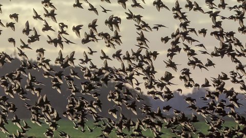 Vogelaars massaal naar buiten om vogeltrek te zien