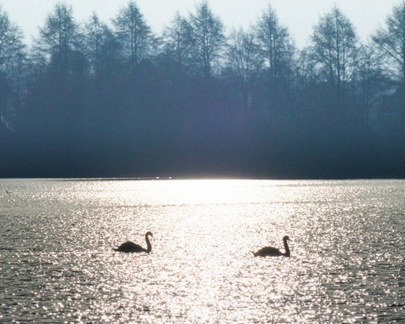 zwanen,buiten zwemmen,Frans Kromme