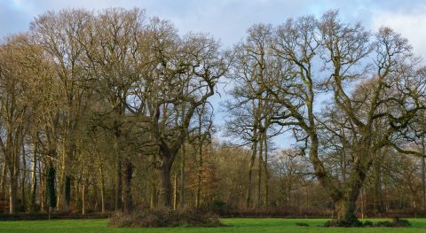 Kale bomen in een winterbos, met groene grasweide op de voorgrond en bewolkte lucht erboven.