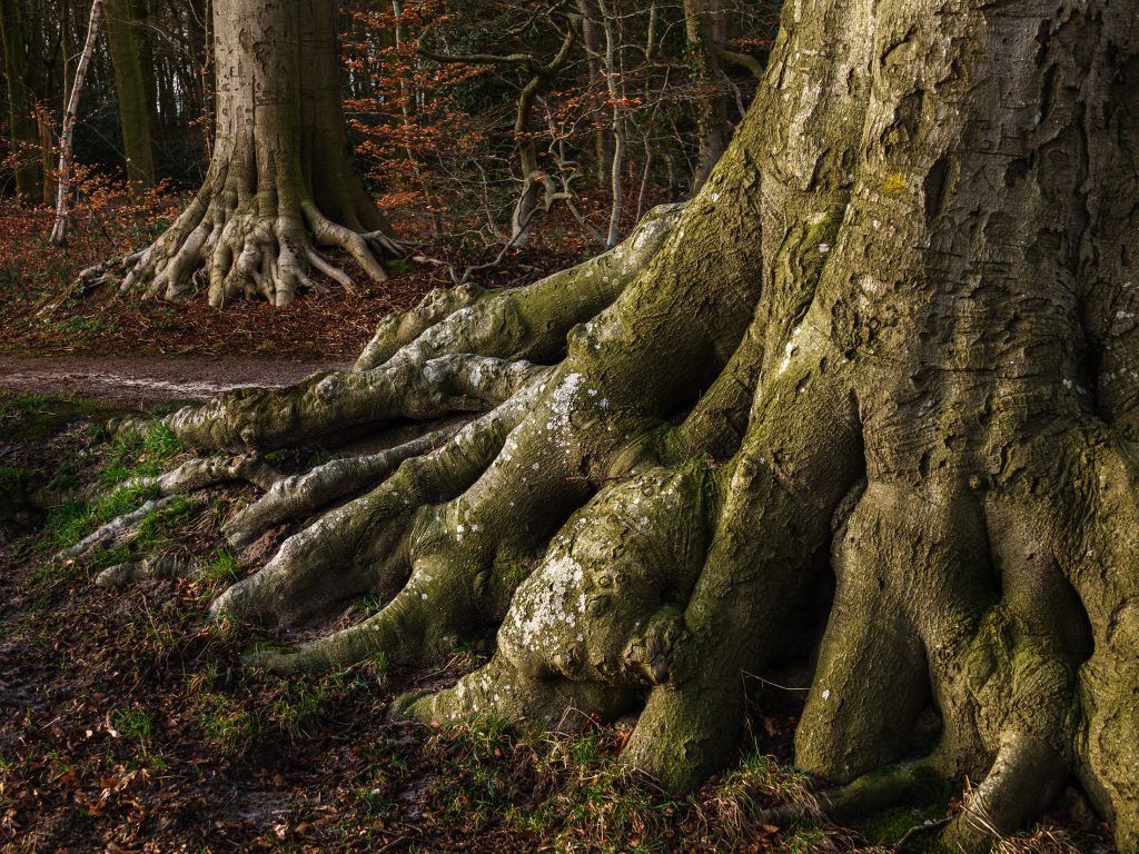 Grote bomen met verweven wortels in een herfstbos, omringd door bruine bladeren.