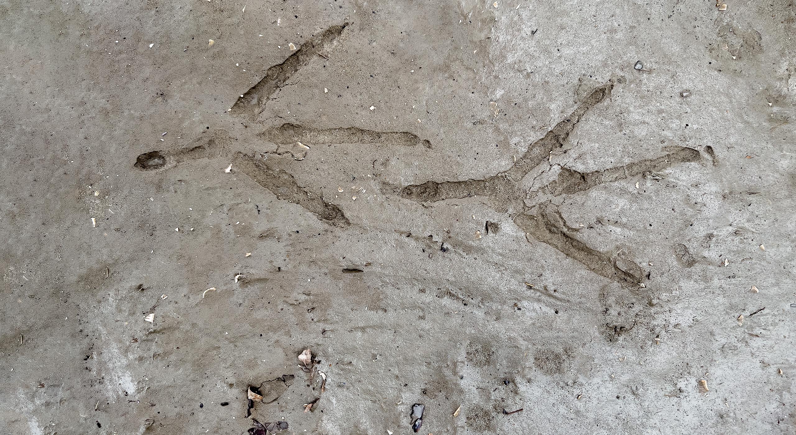 Een vogelspoor in het zand