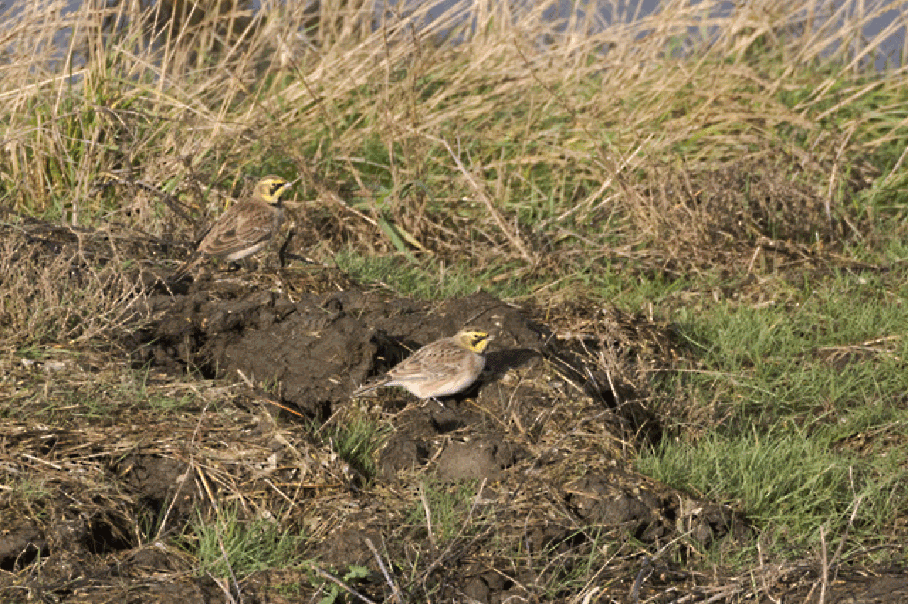 Twee veldleeuweriken zitten tussen gras en modderige grond in een natuurlijke omgeving.