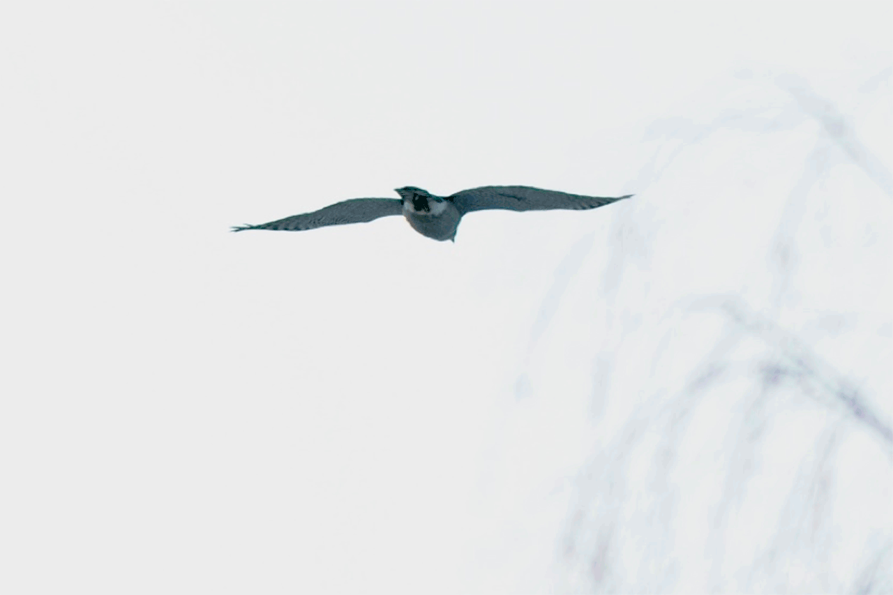 Vliegende vogel boven een besneeuwde achtergrond, vleugels wijd gespreid.