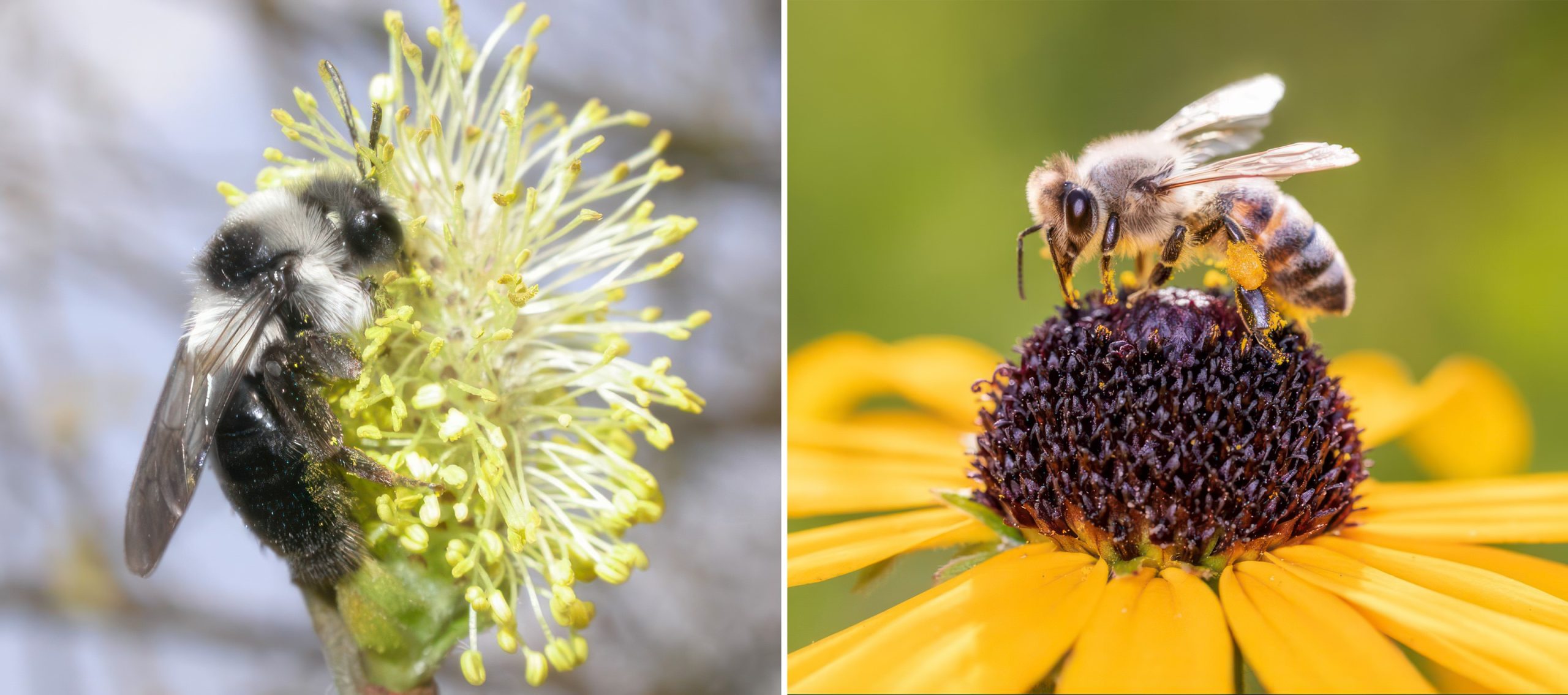 Links een hommel op een gele bloem; rechts een honingbij op een gele bloem.