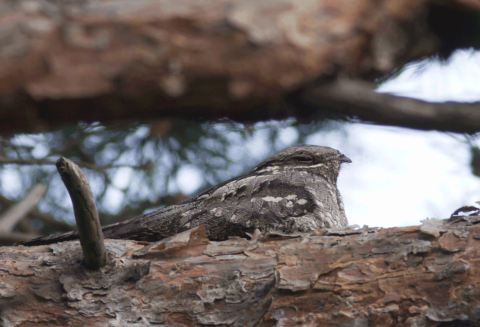 Een nachtzwaluw zit gecamoufleerd op een boomstam tussen de schors en takken.