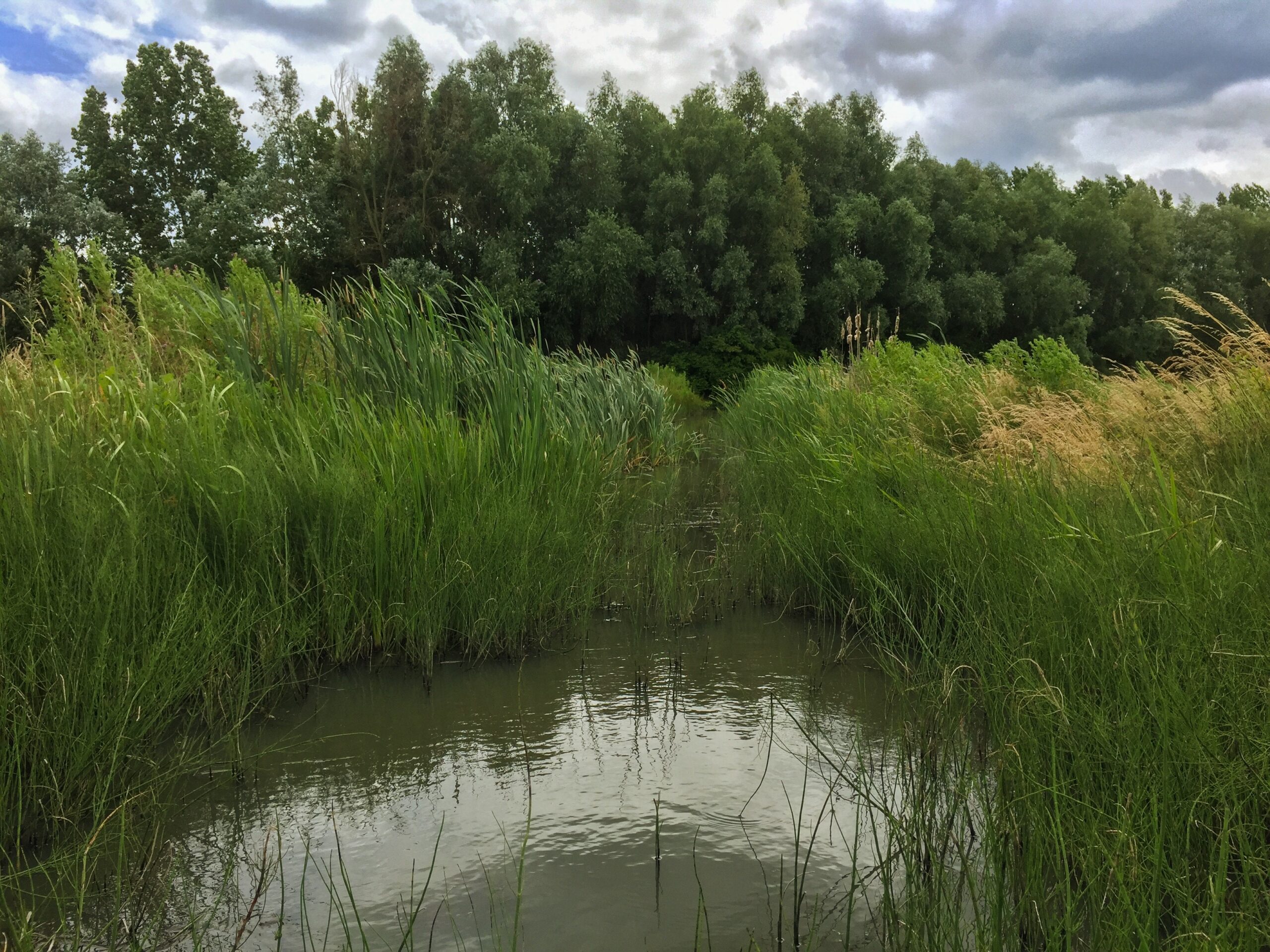 De Hunze in het riet