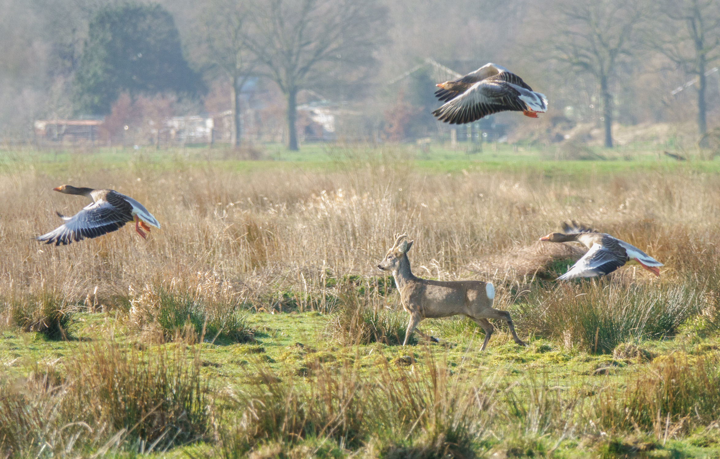 Hert in grasveld met drie overvliegende ganzen, omgeven door droog gras en bomen.