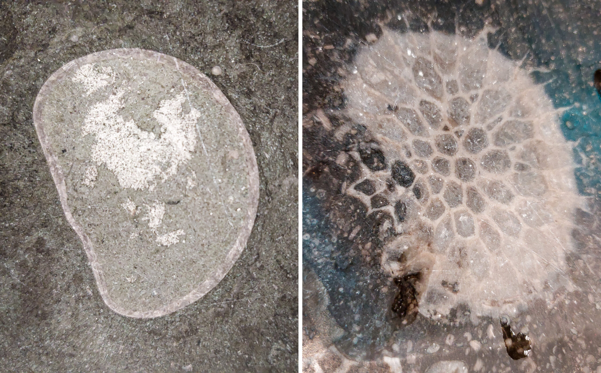 Twee close-ups van fossielen, links ovaal met witte vlekken, rechts honingraatpatroon.