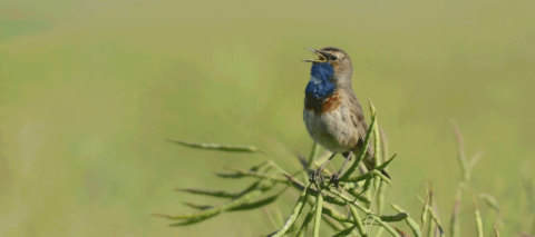 Kleine vogel met blauwe borst zingt op tak tegen een groene achtergrond.