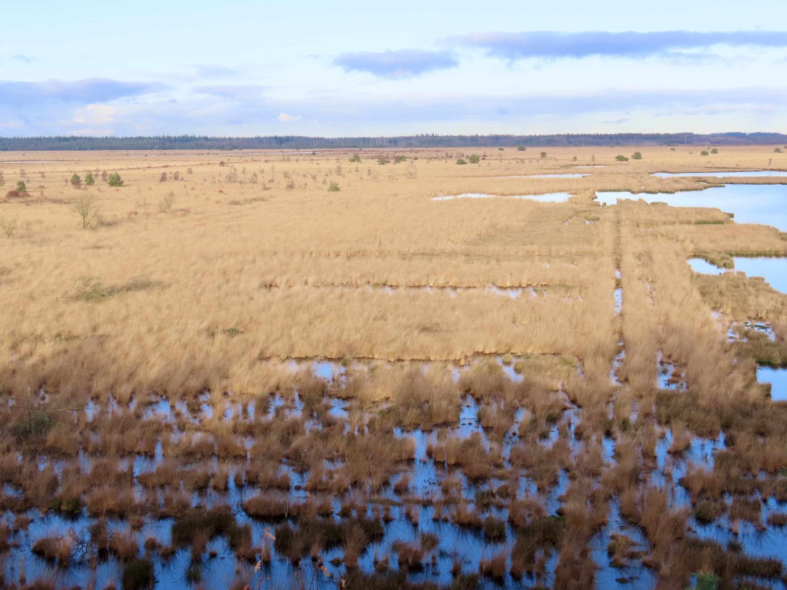 Uitgestrekt moeraslandschap met gras en waterpoelen onder een bewolkte hemel.