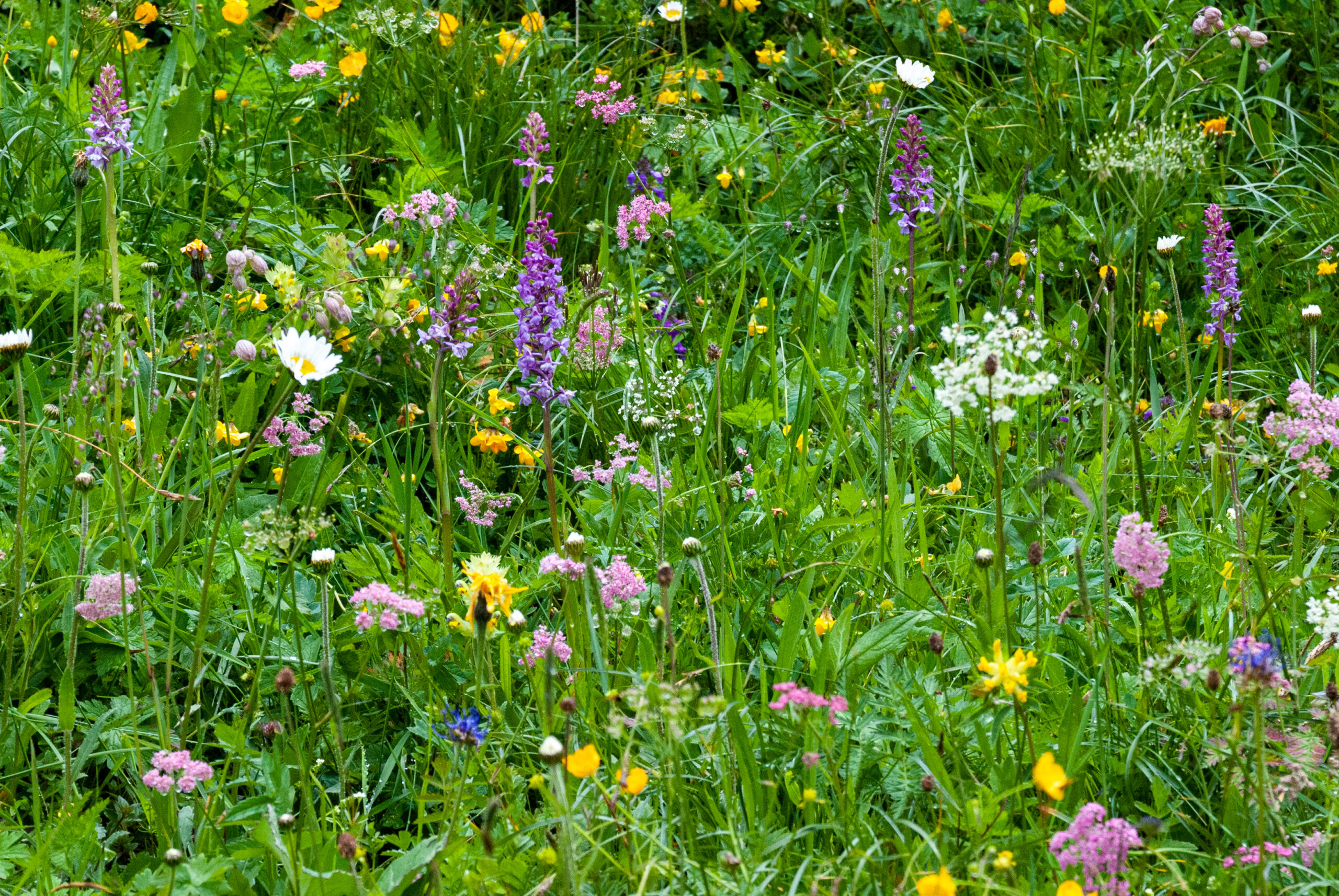 Bloemenweide met gele boterbloemen, paarse en witte wilde bloemen, omgeven door groen gras.