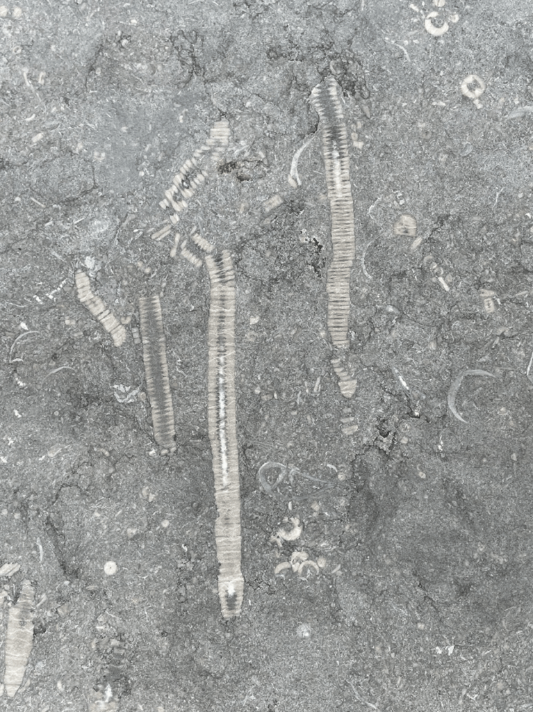 Fossielen ingesloten in een grijze rots, met verticale strepen en cirkelvormige patronen.