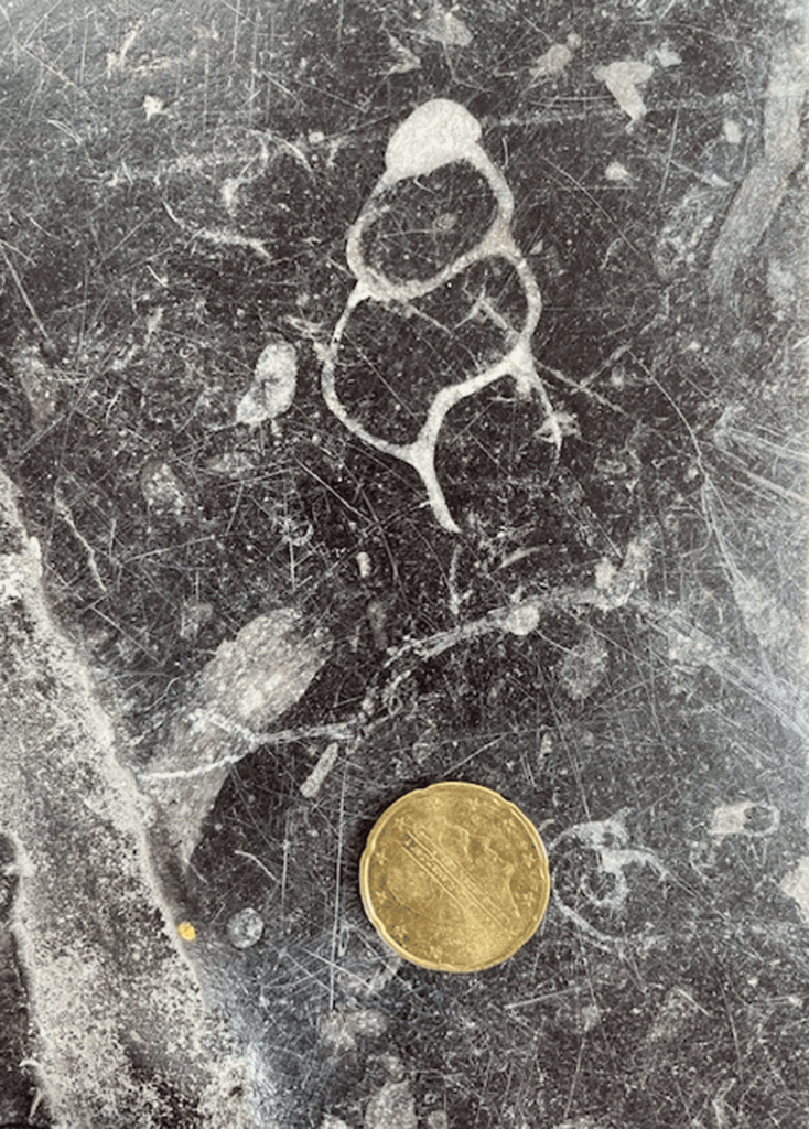 Gouden munt op een donker marmeren oppervlak met witte fossielachtige patronen.