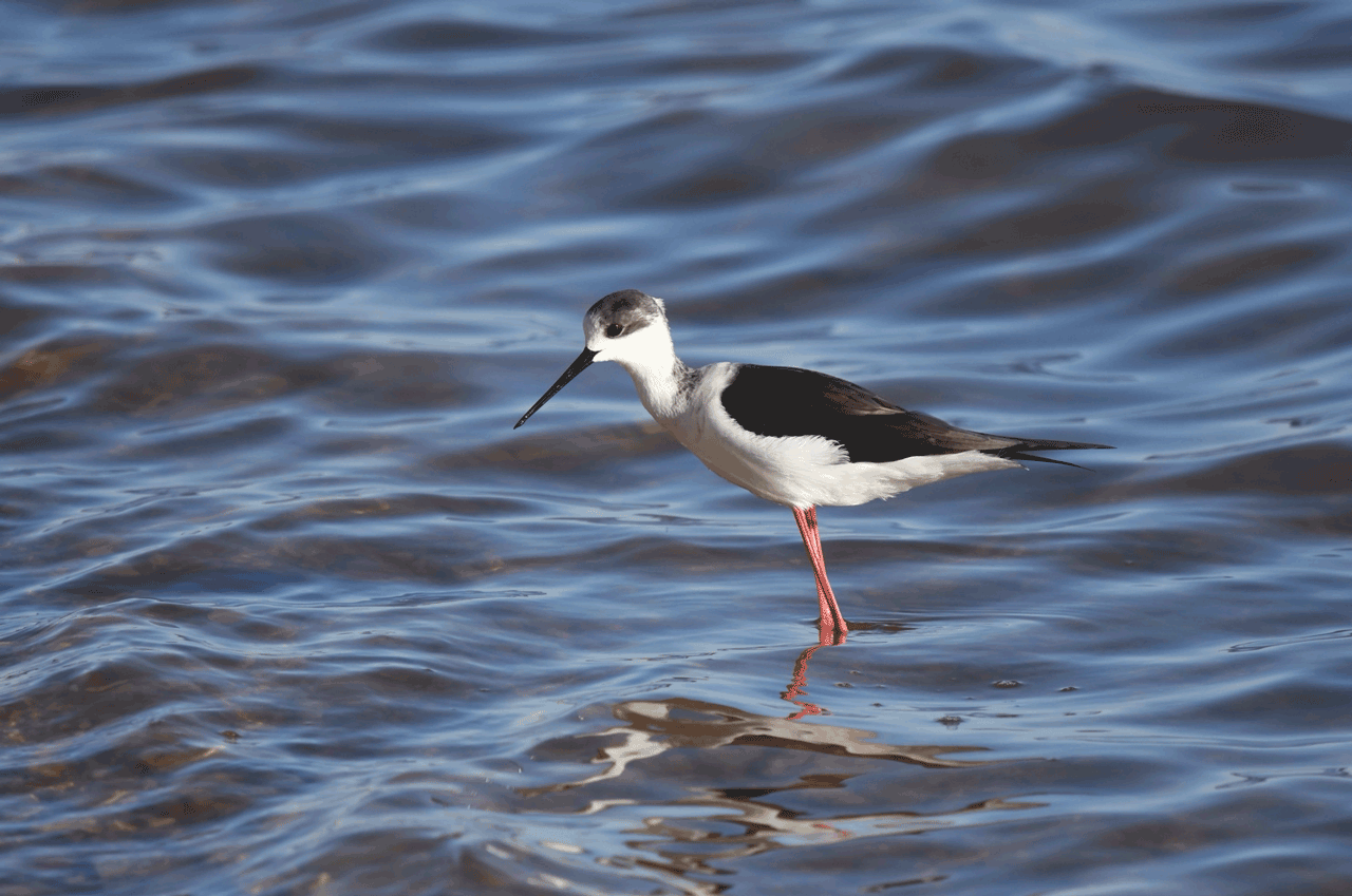 Steltkluut met lange poten in ondiep water, blauwe golven op de achtergrond.