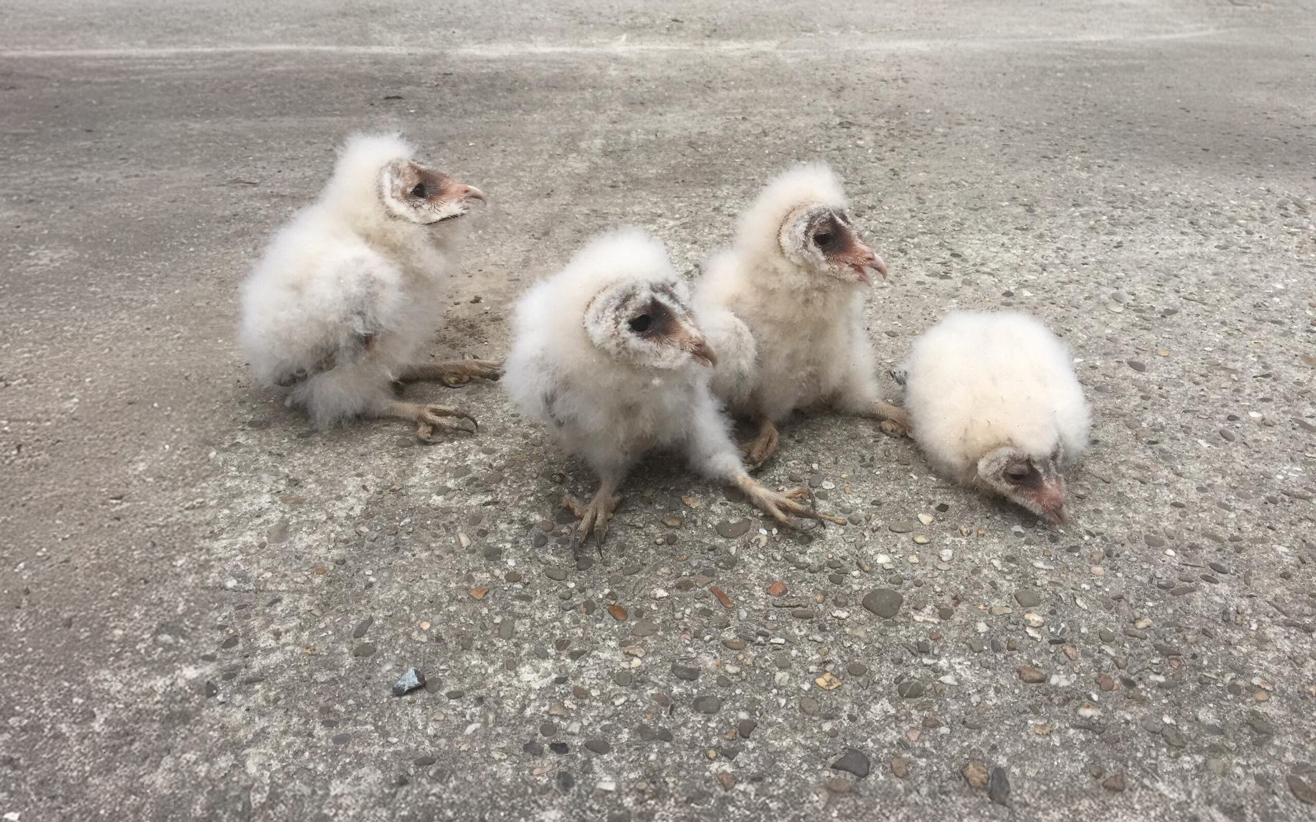 Vier jonge uilen met donsveren zitten op een betonnen ondergrond.