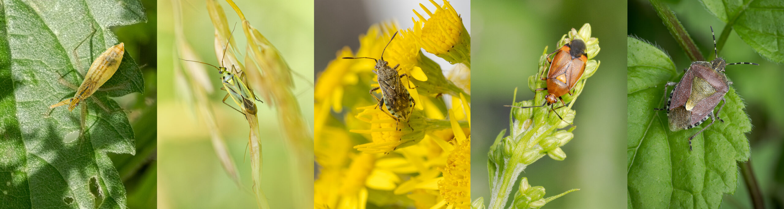 Vijf verschillende insecten op bladeren en bloemen, elk in close-up, verdeeld over verticale stroken.