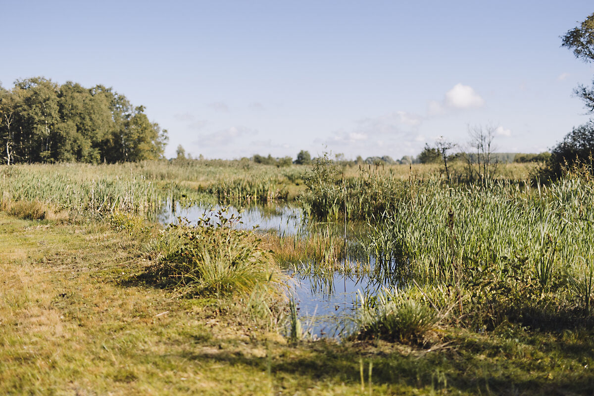 Een weelderig moerasland met gras, riet en een kleine waterplas onder een blauwe lucht.