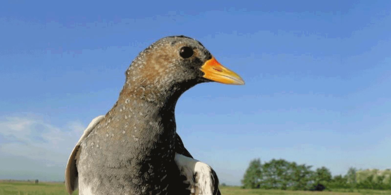 Close-up van een vogel met een oranje snavel tegen een blauwe lucht en groene velden op de achtergrond.