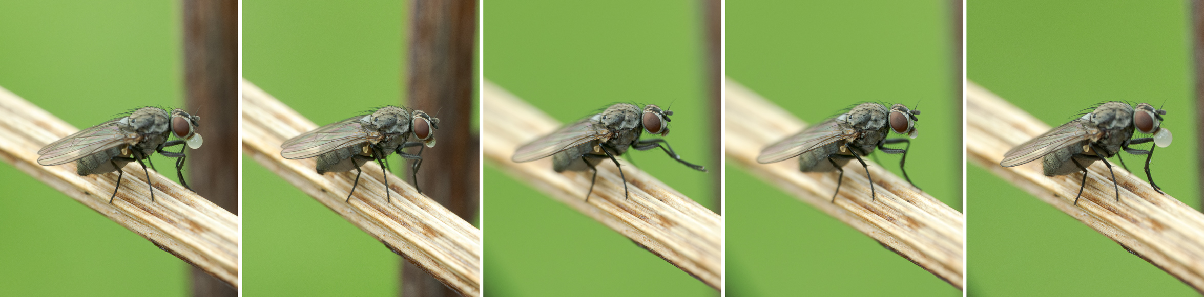 Vlieg op strohalm, blaast een bel van vloeistof; close-up, groene achtergrond, vijf fasen in beeld.