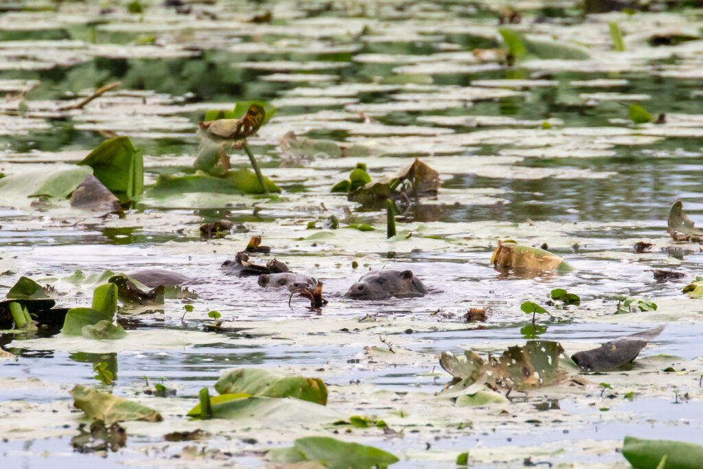 Otters zwemmen tussen waterplanten in een vijver, omringd door groene bladeren.