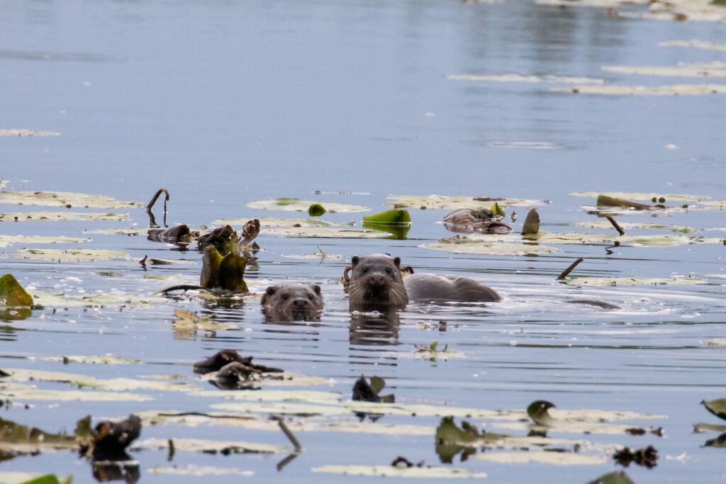 Drie otters zwemmen in een met waterplanten bedekte vijver.