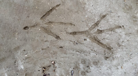 Voetafdrukken van een vogel in nat zand of modder.