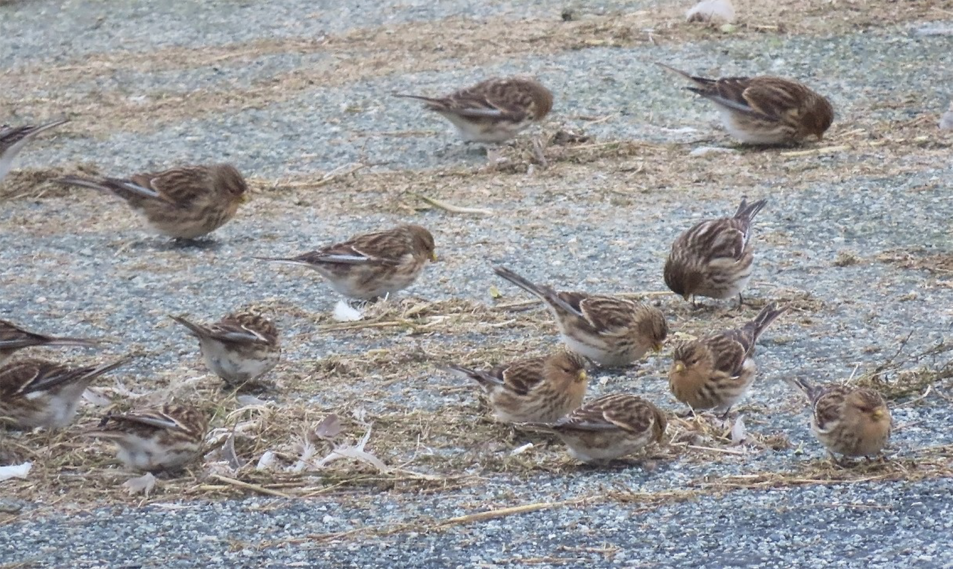 Een groep kleine vogels zoekt voedsel op een grindachtige ondergrond.