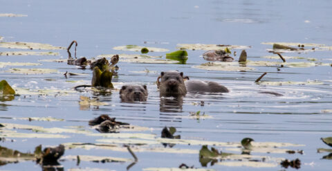 Twee otters zwemmen tussen waterplanten op een rustig meer.
