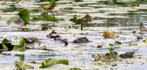 Otters zwemmen in een vijver vol waterlelies, met bladeren die het oppervlak bedekken.