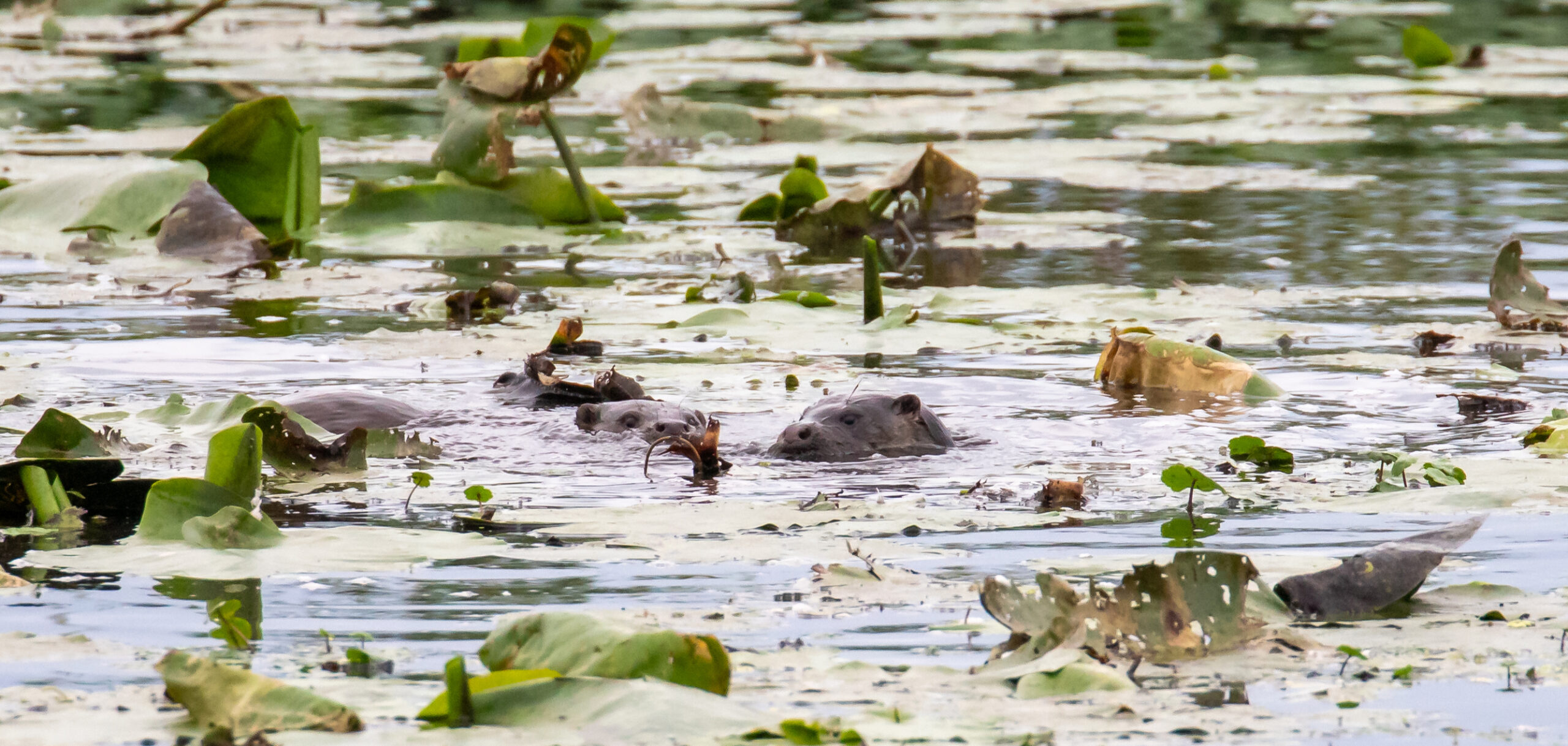 Otters zwemmen in een vijver vol waterlelies, met bladeren die het oppervlak bedekken.