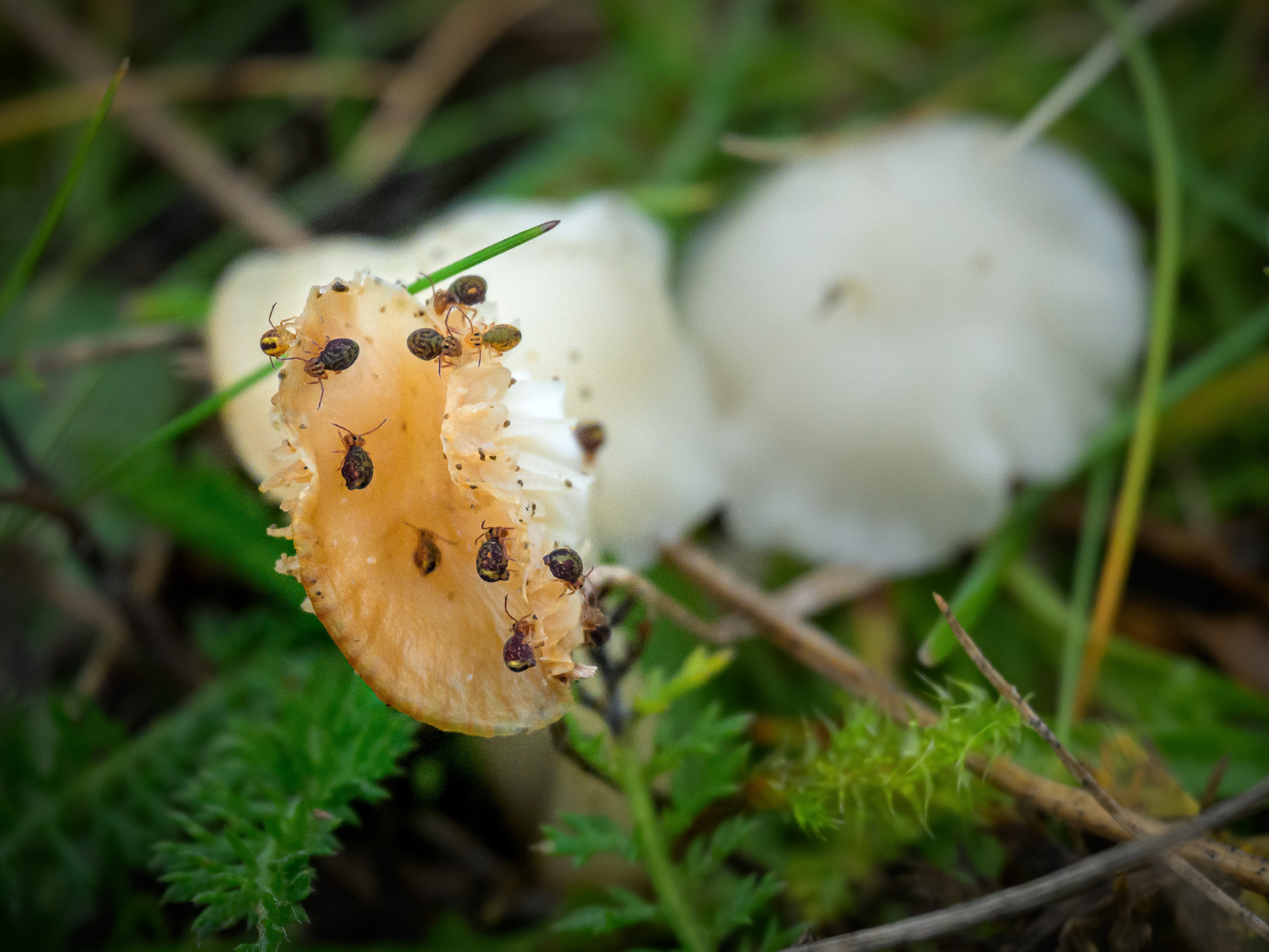 Paddenstoel met kleine insecten erop, omgeven door groen gras en mos.
